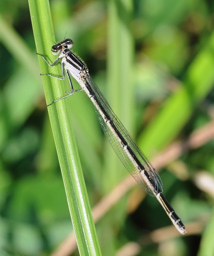 Female
2010_09_24_Wakulla_FL